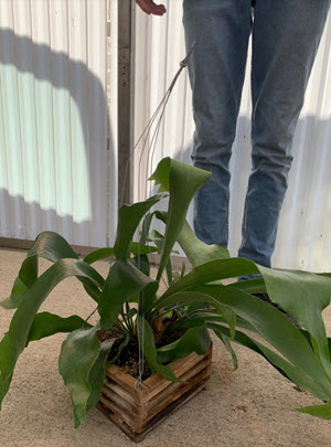 Staghorn Ferns in Teak Vanda Boxes with Hangers